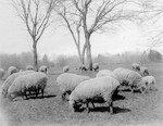 Sheep on the Long Meadow, 1900